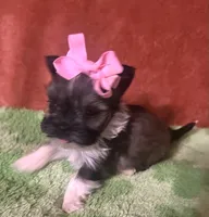 Tippy , a female Yorkshire Terrier for sale in Laurel, MS – 1 of 9