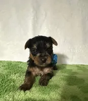 Scout, a male Yorkshire Terrier for sale in Laurel, MS – 6 of 10
