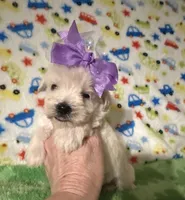 Luna , a female Miniature Schnauzer for sale in Laurel, MS – Photo 3 of 5