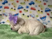 Luna , a female Miniature Schnauzer for sale in Laurel, MS – Photo 2 of 5