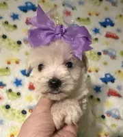 Luna , a female Miniature Schnauzer for sale in Laurel, MS – Photo 1 of 5