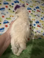 Luna , a female Miniature Schnauzer for sale in Laurel, MS – Photo 5 of 5