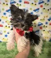 Bentley , a male Yorkshire Terrier for sale in Laurel, MS – Photo 9 of 10