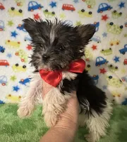 Bentley , a male Yorkshire Terrier for sale in Laurel, MS – Photo 7 of 10