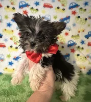 Bentley , a male Yorkshire Terrier for sale in Laurel, MS – Photo 1 of 10