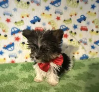 Bentley , a male Yorkshire Terrier for sale in Laurel, MS – Photo 2 of 10