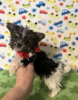 Bentley , a male Yorkshire Terrier for sale in Laurel, MS – Photo 6 of 10