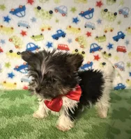 Bentley , a male Yorkshire Terrier for sale in Laurel, MS – Photo 5 of 10