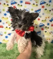 Bentley , a male Yorkshire Terrier for sale in Laurel, MS – Photo 8 of 10