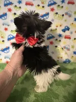 Bentley , a male Yorkshire Terrier for sale in Laurel, MS – Photo 10 of 10