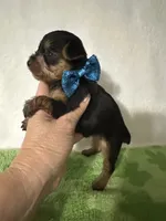 Scout, a male Yorkshire Terrier for sale in Laurel, MS – 4 of 10