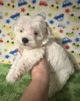 Meeko, a male Morkie for sale in Laurel, MS – 8 of 8