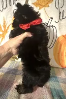 Major , a male Yorkshire Terrier for sale in Laurel, MS – 4 of 6
