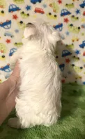 Meeko, a male Morkie for sale in Laurel, MS – 4 of 8