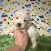 Winston , a male Miniature Schnauzer for sale in Laurel, MS – Photo 2 of 5