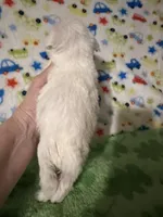 Winston , a male Miniature Schnauzer for sale in Laurel, MS – Photo 5 of 5