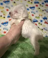 Winston , a male Miniature Schnauzer for sale in Laurel, MS – Photo 4 of 5