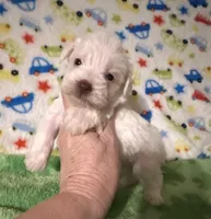 Winston , a male Miniature Schnauzer for sale in Laurel, MS – Photo 3 of 5