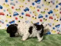 Kipp, a male Yorkshire Terrier for sale in Laurel, MS – Photo 3 of 7