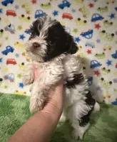 Kipp, a male Yorkshire Terrier for sale in Laurel, MS – Photo 5 of 7