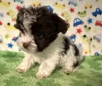 Kipp, a male Yorkshire Terrier for sale in Laurel, MS – 6 of 9