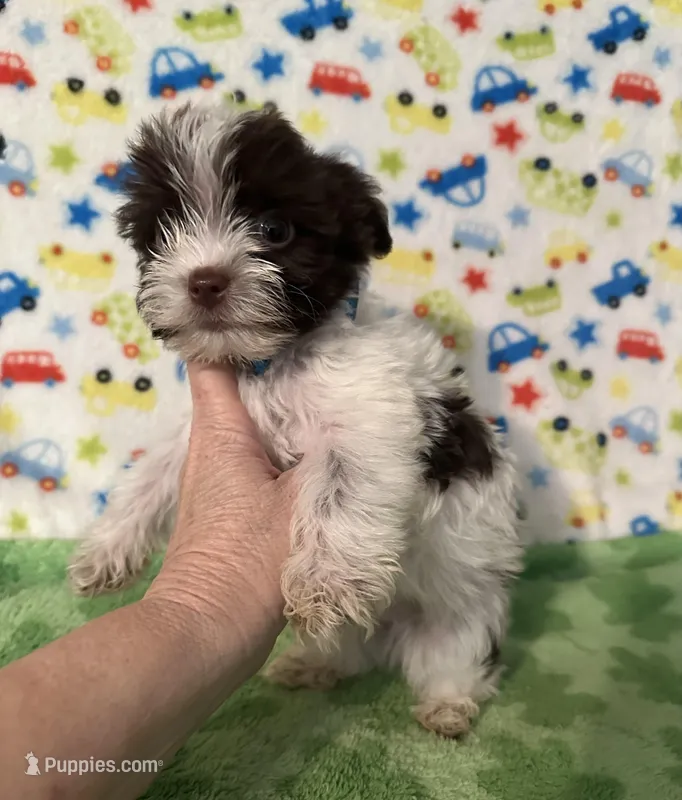 Kipp – Yorkshire Terrier puppy for sale in Laurel, MS