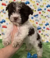 Kipp, a male Yorkshire Terrier for sale in Laurel, MS – 5 of 9