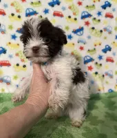 Kipp, a male Yorkshire Terrier for sale in Laurel, MS – 1 of 9