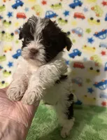 Kipp, a male Yorkshire Terrier for sale in Laurel, MS – Photo 2 of 7