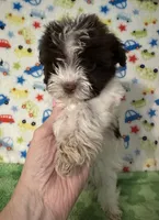 Kipp, a male Yorkshire Terrier for sale in Laurel, MS – 8 of 9