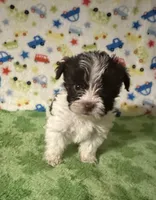 Kipp, a male Yorkshire Terrier for sale in Laurel, MS – Photo 4 of 7