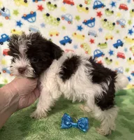 Kipp, a male Yorkshire Terrier for sale in Laurel, MS – 9 of 9