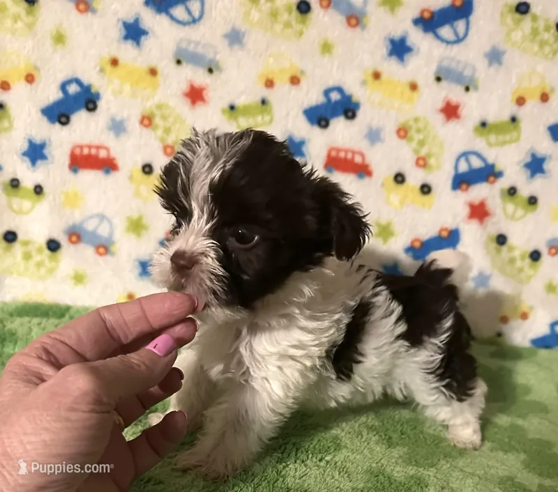 Kipp – Yorkshire Terrier puppy for sale in Laurel, MS