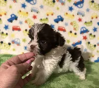 Kipp, a male Yorkshire Terrier for sale in Laurel, MS – Photo 1 of 7