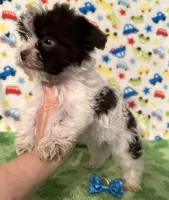 Kipp, a male Yorkshire Terrier for sale in Laurel, MS – 4 of 9