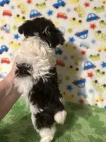 Kipp, a male Yorkshire Terrier for sale in Laurel, MS – Photo 6 of 7