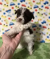 Kipp, a male Yorkshire Terrier for sale in Laurel, MS – Photo 7 of 7