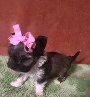 Tippy , a female Yorkshire Terrier for sale in Laurel, MS – 7 of 9