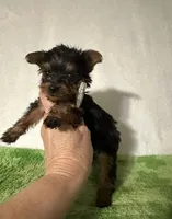 Sammy, a male Yorkshire Terrier for sale in Laurel, MS – 5 of 10