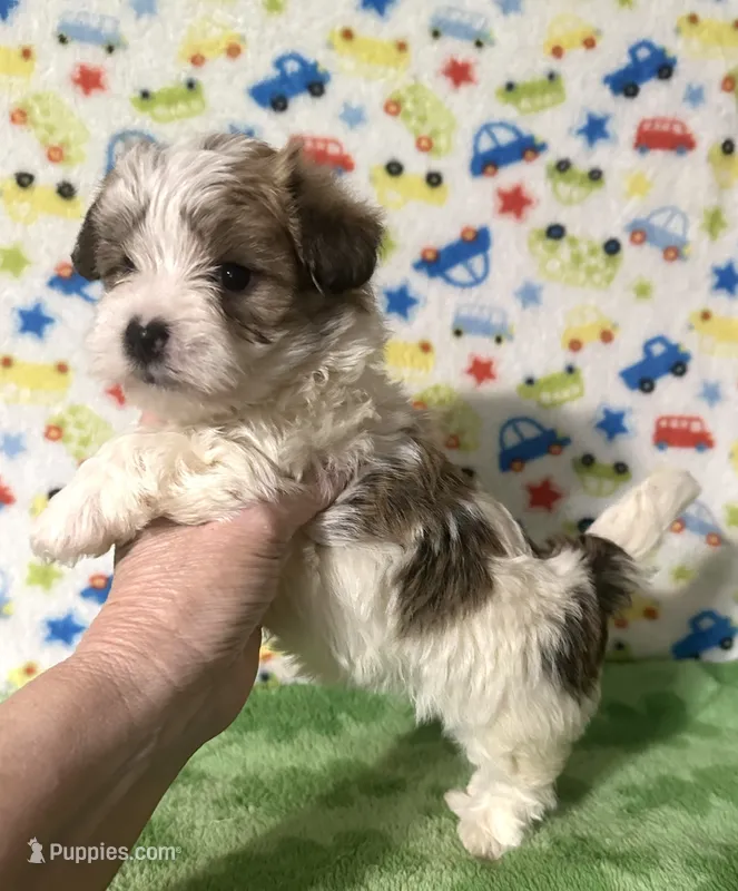 Frankie  – Morkie puppy for sale in Laurel, MS