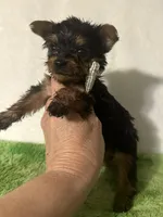 Sammy, a male Yorkshire Terrier for sale in Laurel, MS – 3 of 10