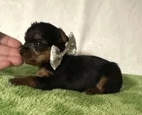 Sammy, a male Yorkshire Terrier for sale in Laurel, MS – 2 of 10