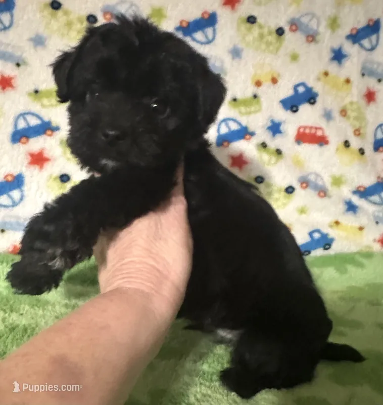 Milo  – Morkie puppy for sale in Laurel, MS
