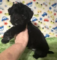 Milo , a female Morkie for sale in Laurel, MS – 1 of 7
