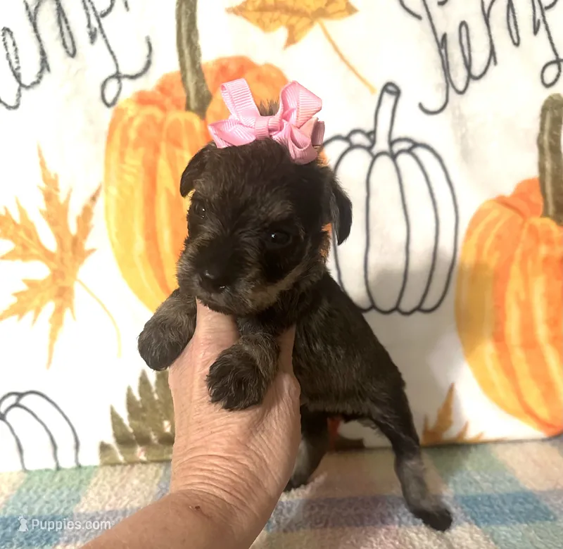 Paisley  – Miniature Schnauzer puppy for sale in Laurel, MS