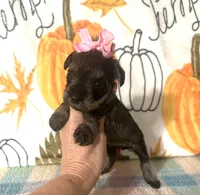 Paisley , a female Miniature Schnauzer for sale in Laurel, MS – 1 of 8