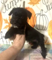 Jett, a male Miniature Schnauzer for sale in Laurel, MS – 2 of 7