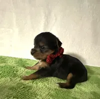 Sawyer, a male Yorkshire Terrier for sale in Laurel, MS – 7 of 10