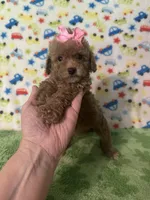 Penny , a female Poodle - Toy  for sale in Laurel, MS – Photo 5 of 7