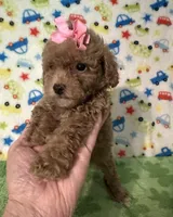Penny , a female Poodle - Toy  for sale in Laurel, MS – Photo 2 of 7